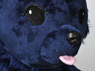 Picture of Ready to Ship Dramatical Murder DMMD Aoba Seragaki Cosplay Plush Doll mp001992