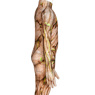 Image du nouveau costume de cosplay Groot pour enfants C07522