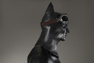 Picture of Justice League Bruce Wayne Knightmare Cosplay Costume C09153