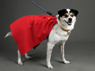 Picture of Krypto Dog Cosplay Costume C09312