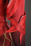 Picture of Game Rivals Scarlet Witch Wanda Maximoff Cosplay Costume C09470